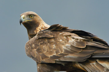 Golden Eagle Portrait