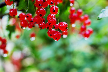 red currant
