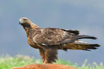 Golden Eagle feeding from a carcass
