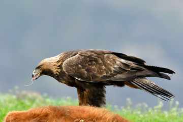 Golden Eagle feeding from a carcass