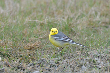 Citrine wagtail on the ground