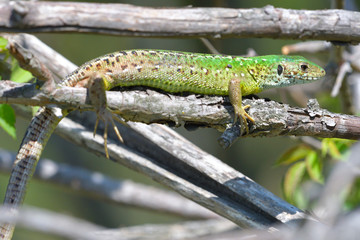 European Green Lizard