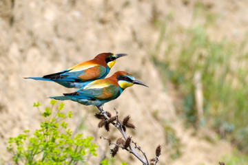 European Bee Eater