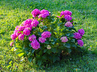 Obraz premium A bush with flowers of purple and large green leaves against the background of a grass lawn