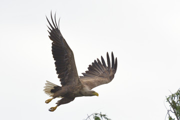 White Tailed Eagle in flight