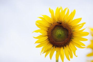 Nature Beautiful of big flower Sunflower under clear sky.