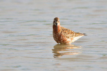Curlew sandpiper (Caidris ferruginea)