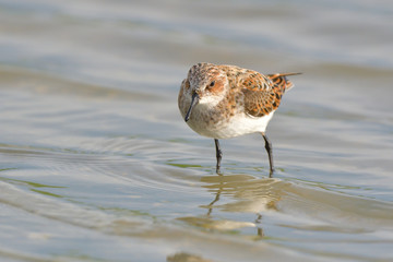 Little stint in shallow water