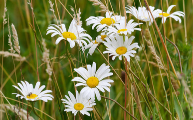 A photo of the field daisies close together. Flowers with white petals and yellow mediums