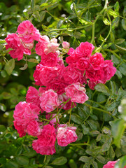 Obraz premium Adorable bush of roses looking petals downwards with spiky green stems Beautiful flowers decorating any bouquet.