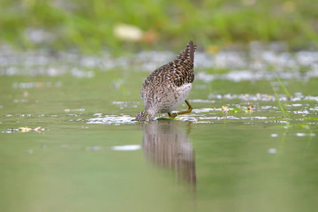 Wood sandpiper in shallow water