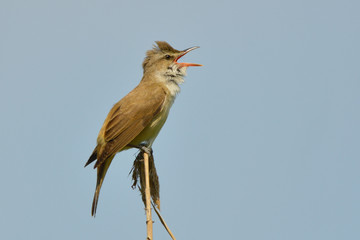 Great reed warbler on a reed stick