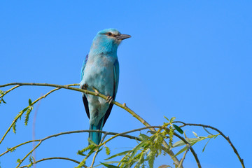 European blue roller on a branch