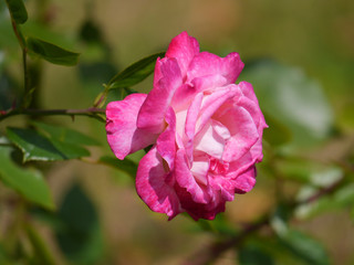 a seductively smelling tea rose with delicate pink petals