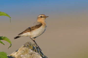 Northern wheatear, female, on a rock