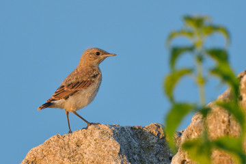 Northern wheatear chick on a rock
