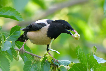 Rosy starling (pastor roseus)