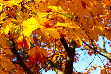 Maple leaves