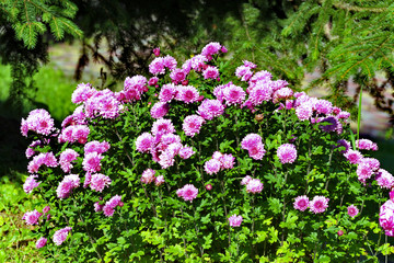 Obraz premium Green, large bush with lots of flower pink asters on it. Flowers are like stars, hence the name from Latin