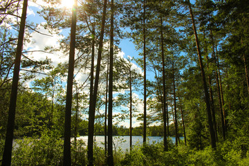 Fototapeta premium Finnish summer