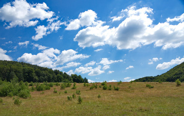 Obraz premium Large meadow with dry grass and green small bushes on it under the blue sky