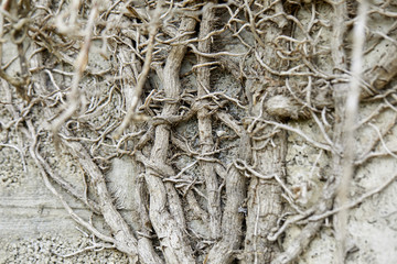 branches of plant