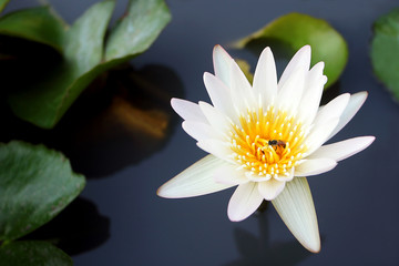 white lotus flower with honey bee blooming in pond