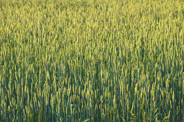 The field of the keeping-up rye in the summer evening