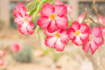 Blooming desert rose flower Adenium arabicum