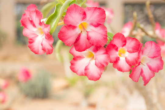 Blooming desert rose flower Adenium arabicum