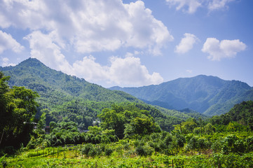 Mountains and forest scenery in summer