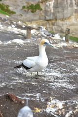 Muriwai Gannet Colony, Basstölpel Kolonie bei Muriwai Beach