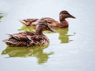 Ducks in pond