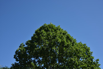 日本の山の夏の空