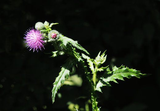 Spiny Plumeless Thistle