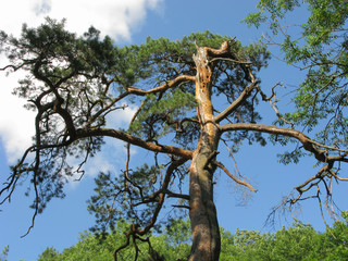 Very old, partly dry, curving tree against a blue sky background