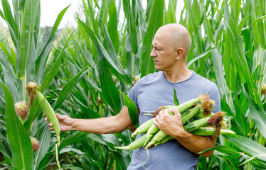 Obraz premium man farmer collects corn at field