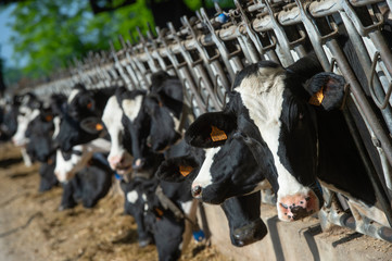 Fototapeta na wymiar Cows feeding in large cowshed