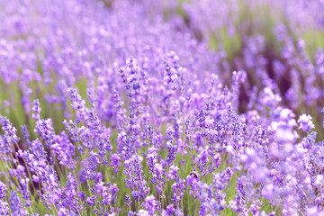 Naklejka premium Lavender Field in the summer