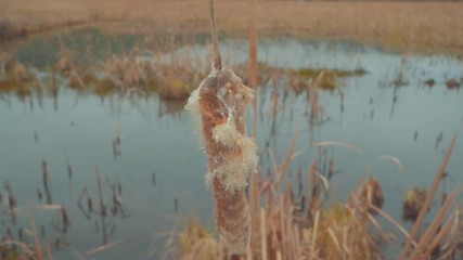 A reed swaying in a swamp - Powered by Adobe