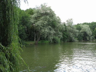 duck floating in a pond with a small ripple on the surface of the water