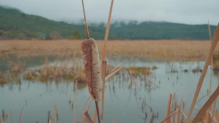 A reed swaying in a swamp - Powered by Adobe