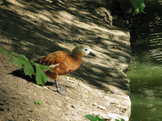 Brown, a large white-headed duck sits on a sandy bank of the river