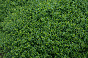 Natural background of greenery