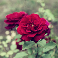 Flower of a red rose blooms in the garden