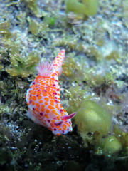 Orange Pink colored Clown nudibranch Ceratosoma amoenum crawling at the bottom of the sea at Parsley Bay, Sydney, Australia