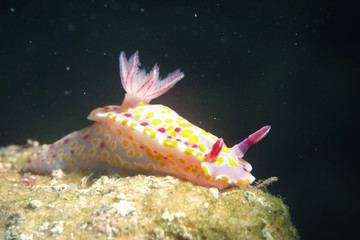 Clown nudibranch Ceratosoma amoenum at Parsley Bay, Sydney, Australia