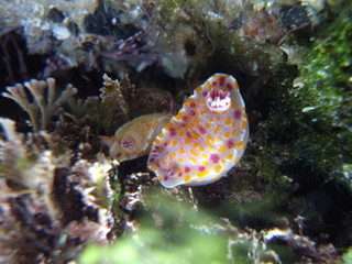 Clown nudibranch Ceratosoma amoenum at Parsley Bay, Sydney, Australia