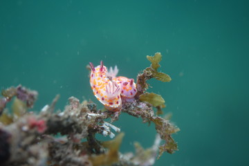 Clown nudibranch Ceratosoma amoenum at Parsley Bay, Sydney, Australia