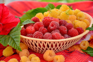 Fresh juicy raspberry red and yellow color is in a wicker basket on a table with a bright tablecloth